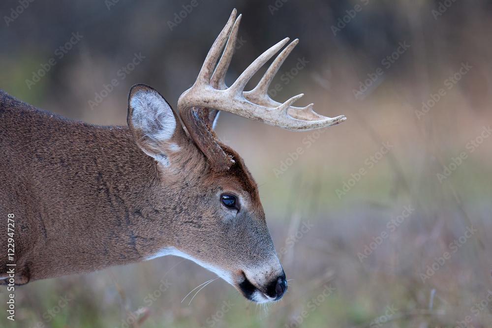 Obraz premium White-tailed deer buck in autumn in Ottawa, Canada