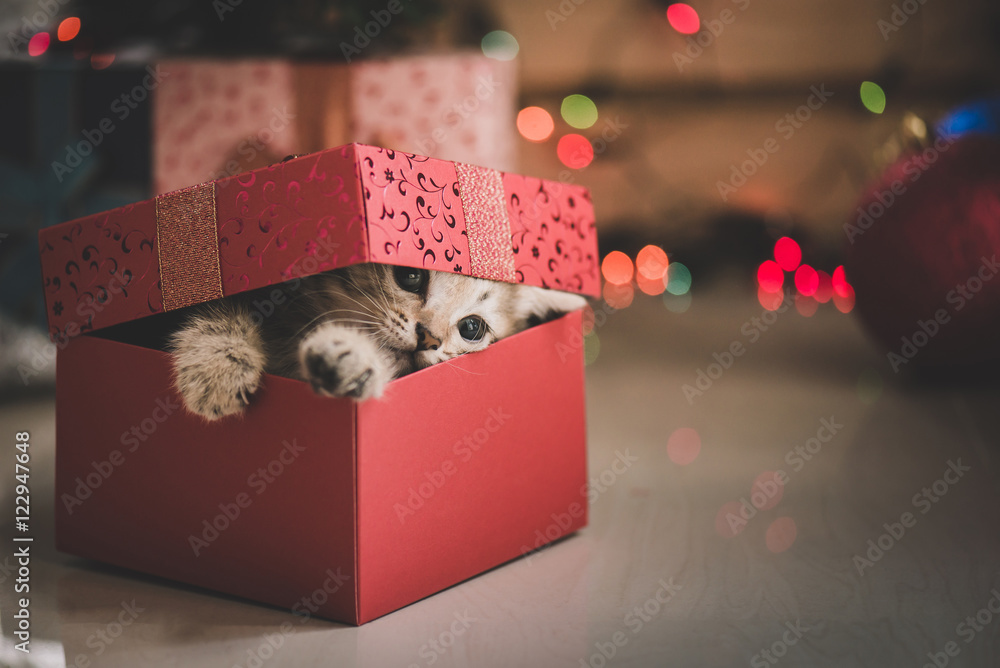 Fototapeta premium kitten playing in a gift box