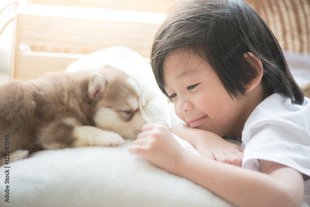 asian child playing with siberian husky puppy asian child playing with siberian husky puppy