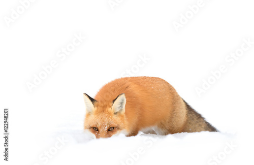 A Red fox  Vulpes vulpes  with a bushy tail isolated against a white background hunting in the winter snow in Algonquin Park  Canada