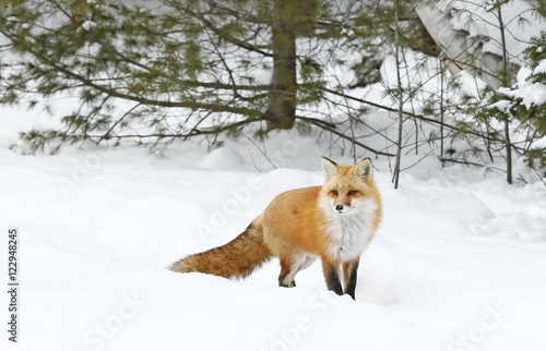 Red fox walking through the snow in winter in Algonquin Park, Canada © Jim Cumming