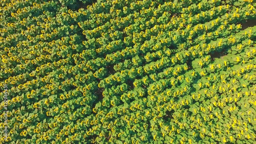 Aerial shot landscape with sunflower Aerial shot landscape with sunflower