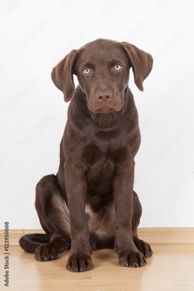 sweet brown labrador dog sitting in a room