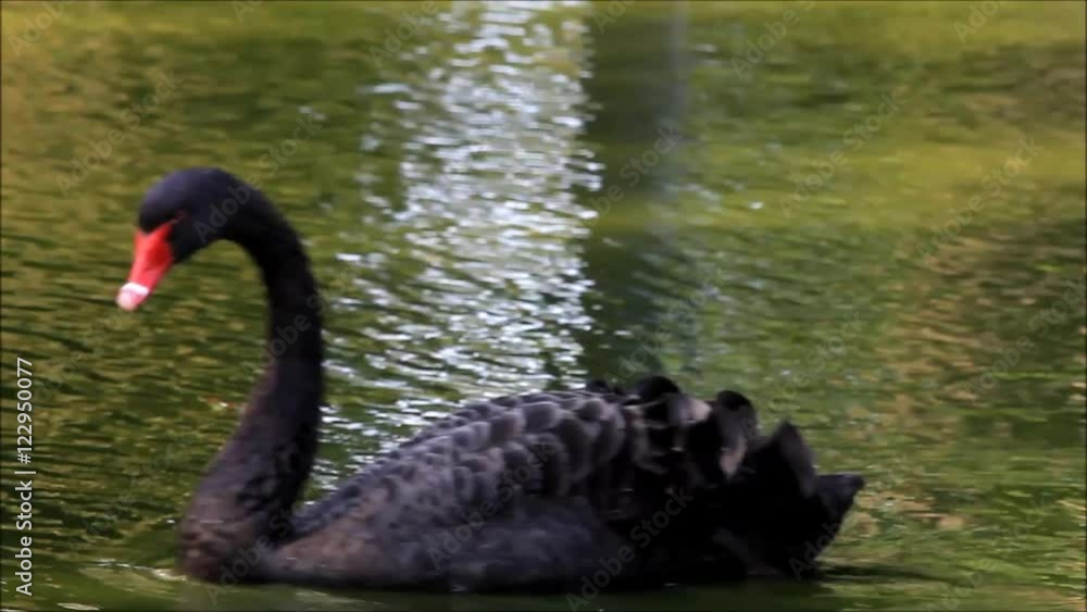 black swan in a pond
black swan in a pond
