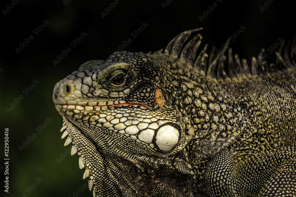 Fototapeta premium Iguana on Curacao