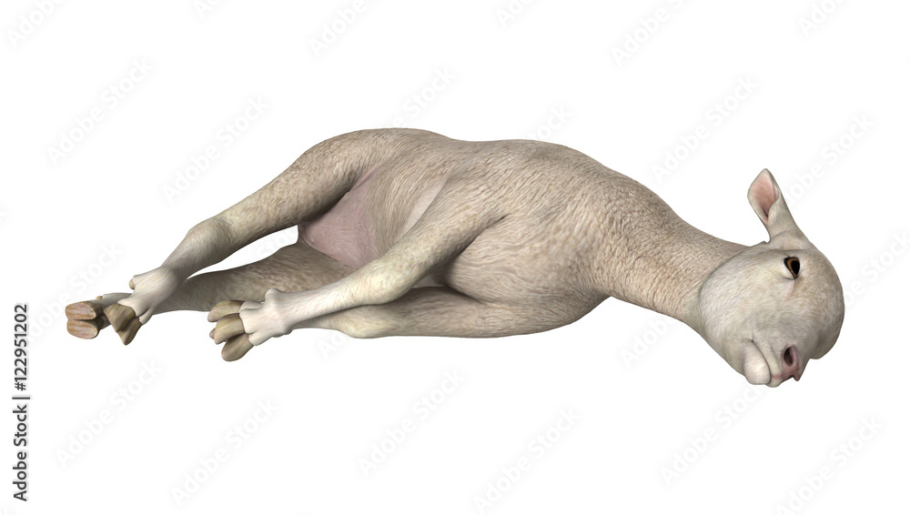 Obraz premium 3D Rendering White Lamb on White