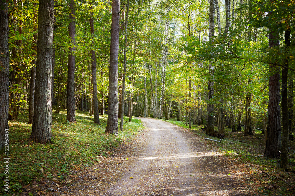 Fototapeta premium pathway in a forest
