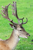 Male horned deer close up