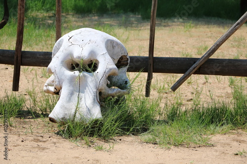 Skeletal head of an elephant in Namibia, Africa photo