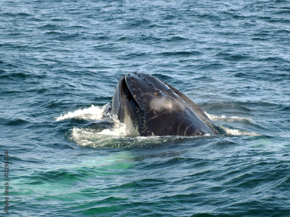 Naklejka premium Humpback Whale