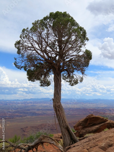 Proud Juniper tree Canyonlands