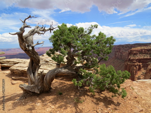 Wild Juniper tree Canyonlands