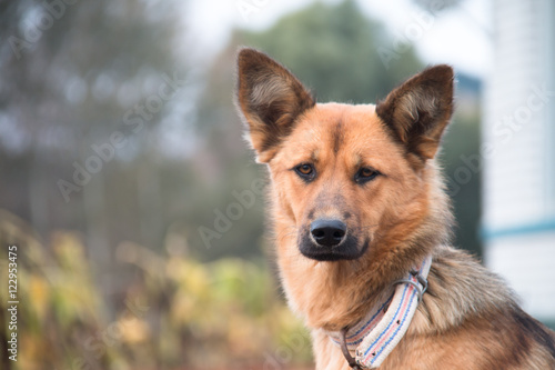 Close-up of brown dog