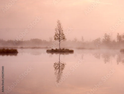 Young birch tree on island in middle of swamp lake. Purple morning  with peaceful water