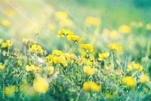 Flowering meadow - buttercup flower in spring  yellow flowers in meadow 