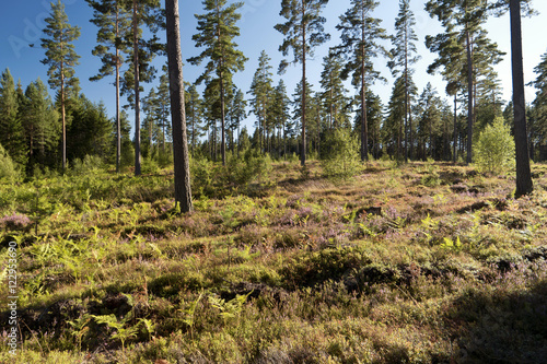 Wald und Heide Landschaft in Schweden