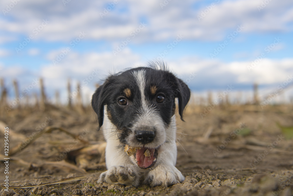 Puppy on harvested corn field in front of clouds - jack russell terrier - 2 months old Puppy on harvested corn field in front of clouds - jack russell terrier - 2 months old