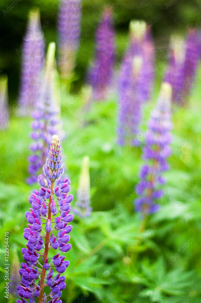 Depth of field shot of purple lupin flowers in green field Depth of field shot of purple lupin flowers in green field