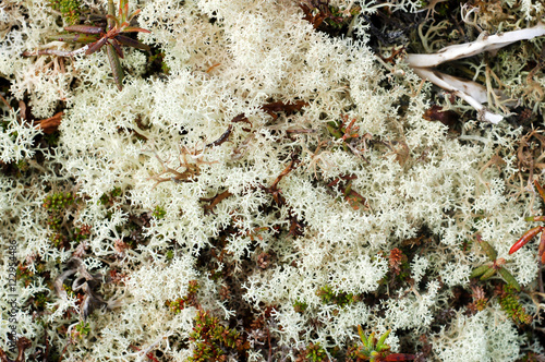 Cluster of deer lichen Cladonia