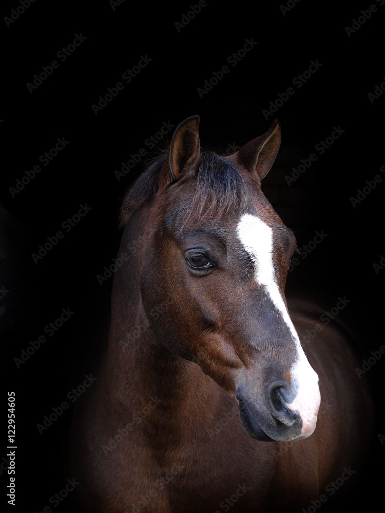 Fototapeta Horse Headshot