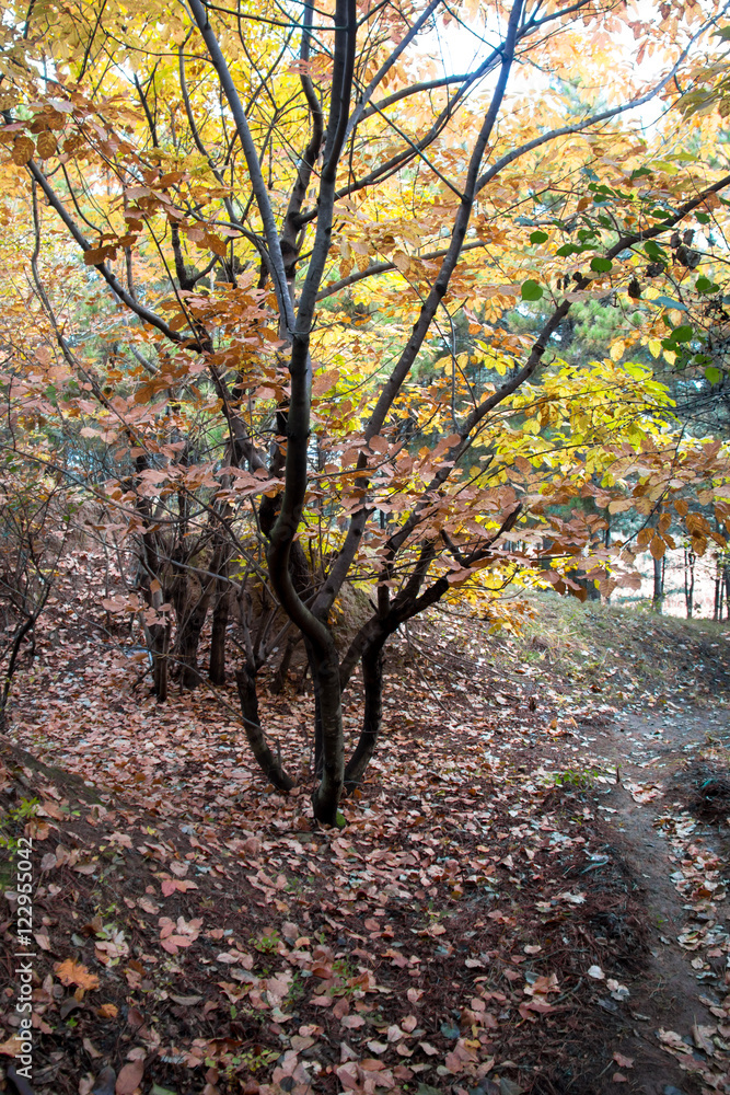 Fototapeta premium Autumn tree