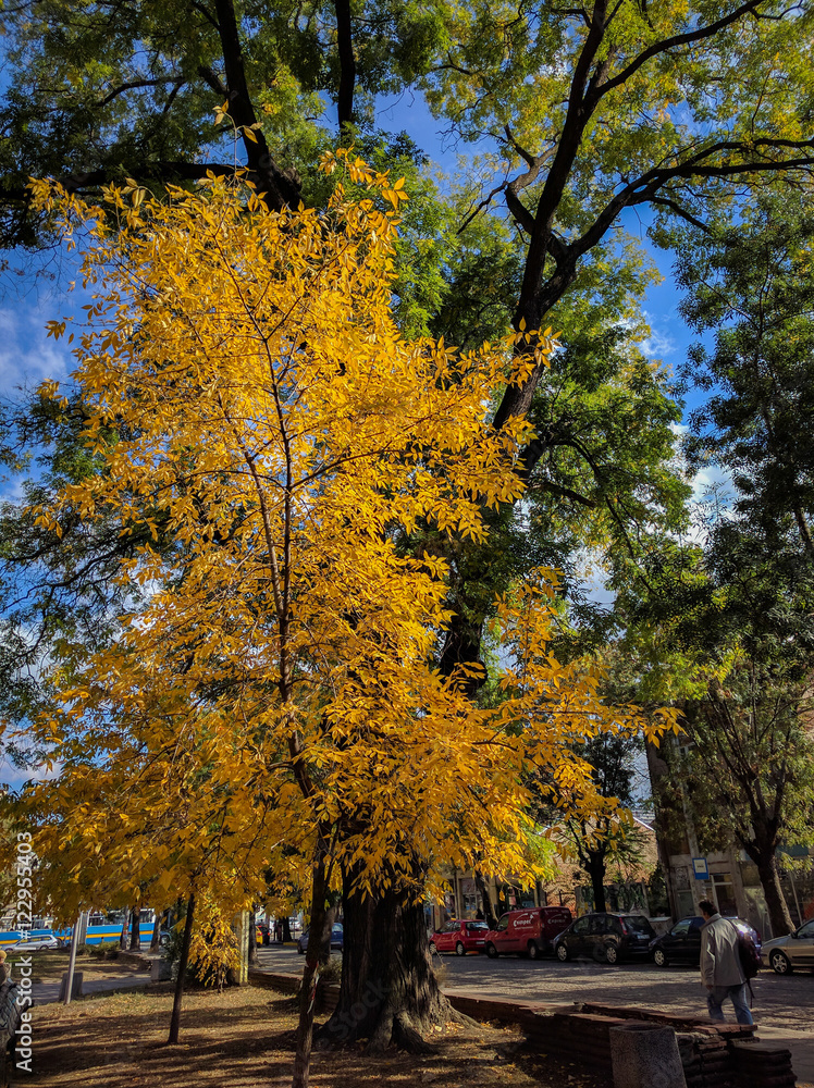Naklejka premium Beautiful autumn image from the city of Sofia, Bulgaria - amazing yellow leafed tree in the foreground and green tree in the background - calm and sunny day in the park