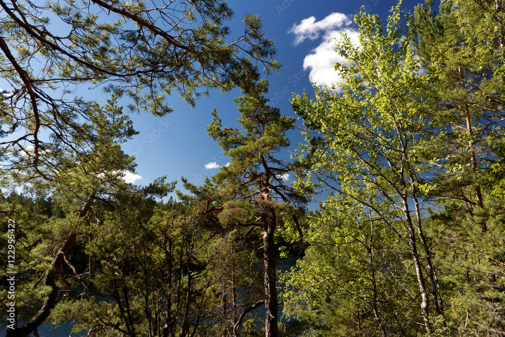 Obraz premium Wald in Schweden