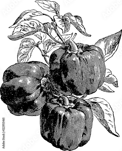 Wallpaper Mural Vintage image pepper Torontodigital.ca