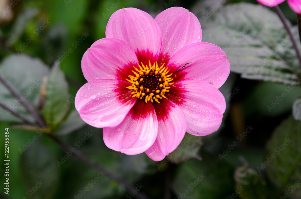 Obraz premium lovely Dahlia name is Willowfield Matthew