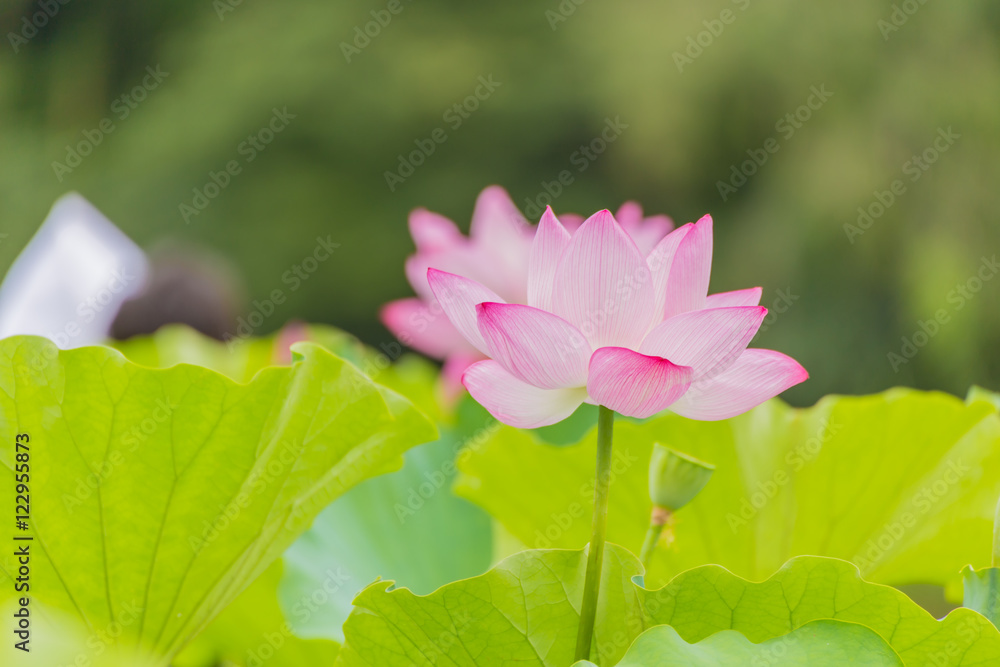 The Lotus Flower.Background is the lotus leaf and tree. The Lotus Flower.Background is the lotus leaf and tree.