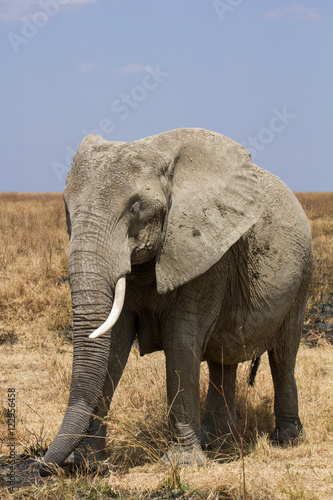 Elephants de Tanzanie dans la savane