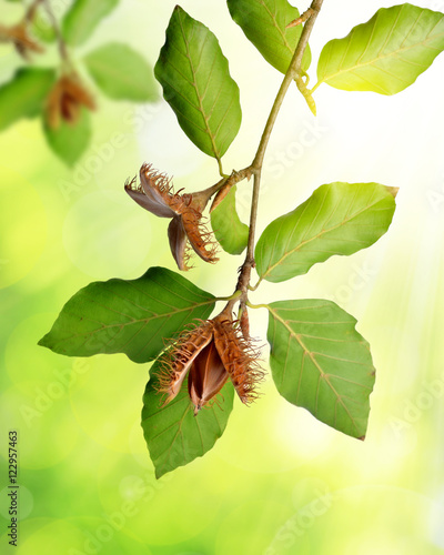 Beech branch with beechnuts on green natural background