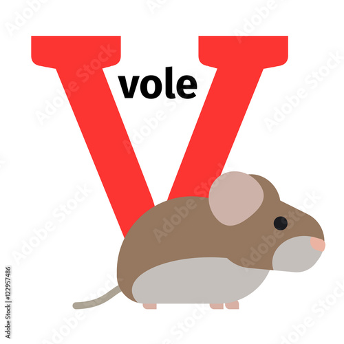 English animals zoo alphabet with letter V. Vole vector illustration