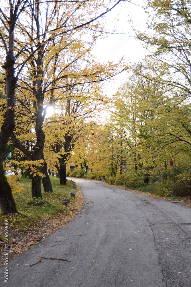Fototapeta premium a road in the forest in autumn