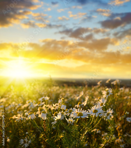 Fotografie Field of marguerites at sunset