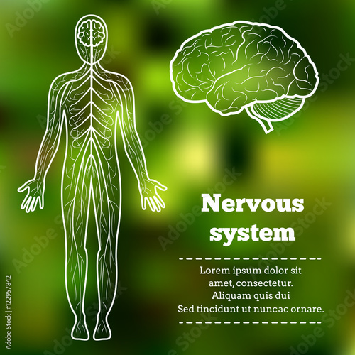 Human Body Neurology Anatomical Conception Vector Illustration
