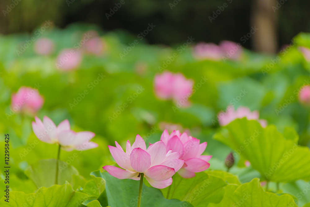 The Lotus Flower.Background is the lotus leaf and lotus flower and lotus bud and lotus flower and tree. The Lotus Flower.Background is the lotus leaf and lotus flower and lotus bud and lotus flower and tree.