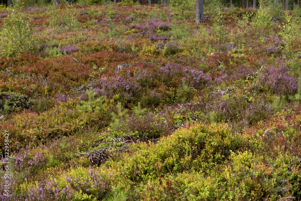 Obraz premium Heidelandschaft in Schweden
