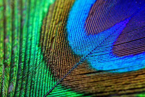 peacock feather closeup © nielvdw