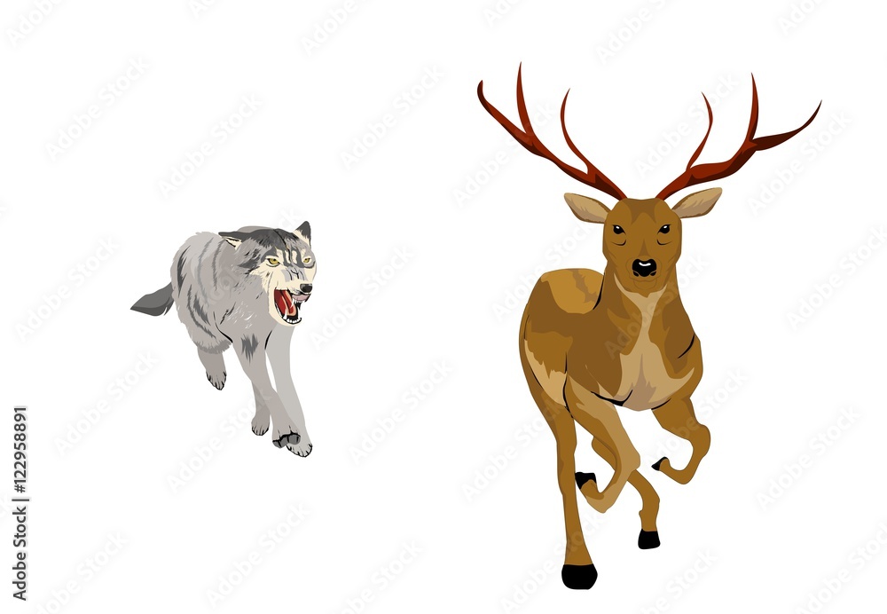 Obraz Wolf hunting for deer ,isolated on white vector illustration