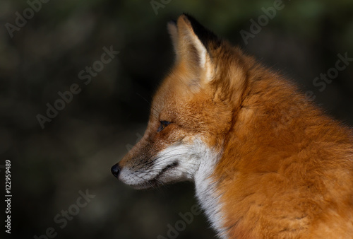 Red fox (Vulpes vulpes) with a bushy tail in the forest in Algonquin Park, Canada