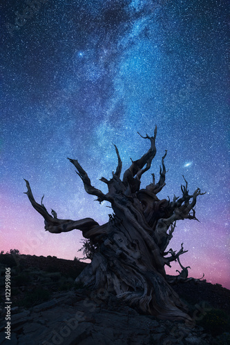 Obraz na płótnie bristlecone pine forest at night w salonie