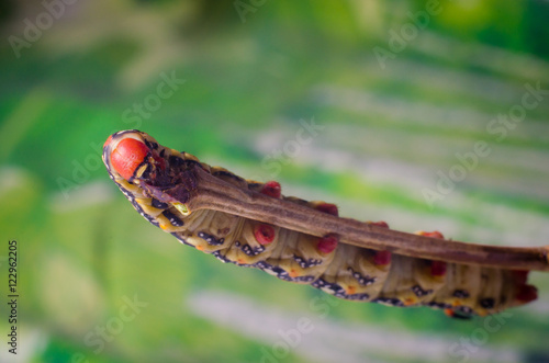 Hyles euphorbiae, caterpillar photo