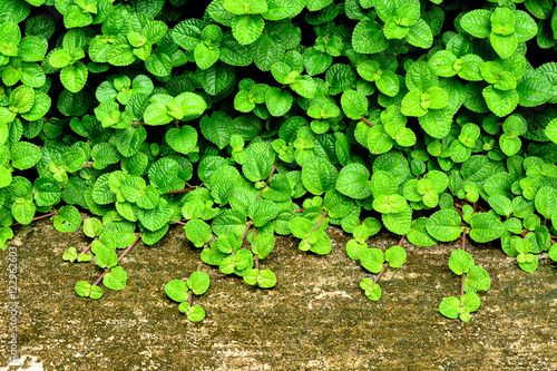 green leaf concrete floor texture background