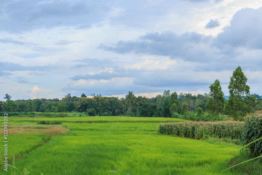 Rice fields of green with trees backgrounds