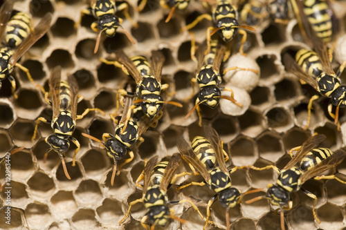 Canvas-taulu Adult yellow jacket wasps and larvae on a large nest, Spain