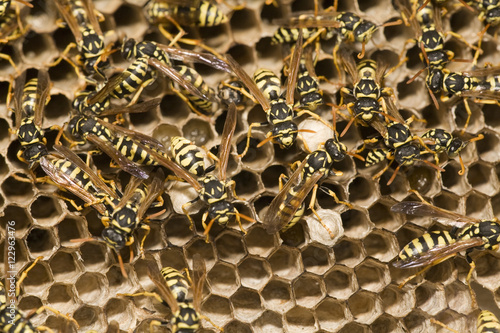 Adult yellow jacket wasps and larvae on a large nest, Spain photo