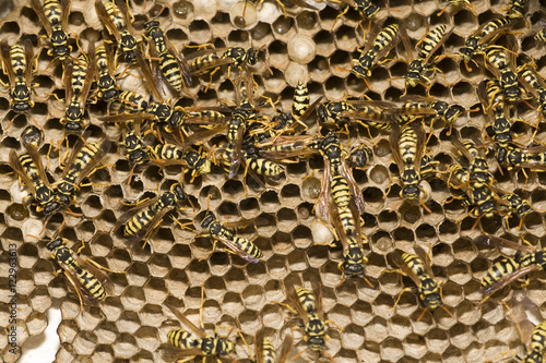 Adult yellow jacket wasps and larvae on a large nest, Spain
