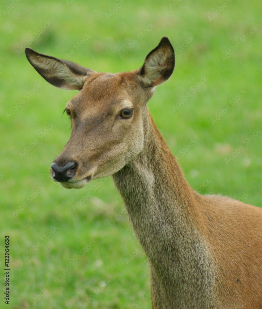 profile of alert red deer hind profile of alert red deer hind