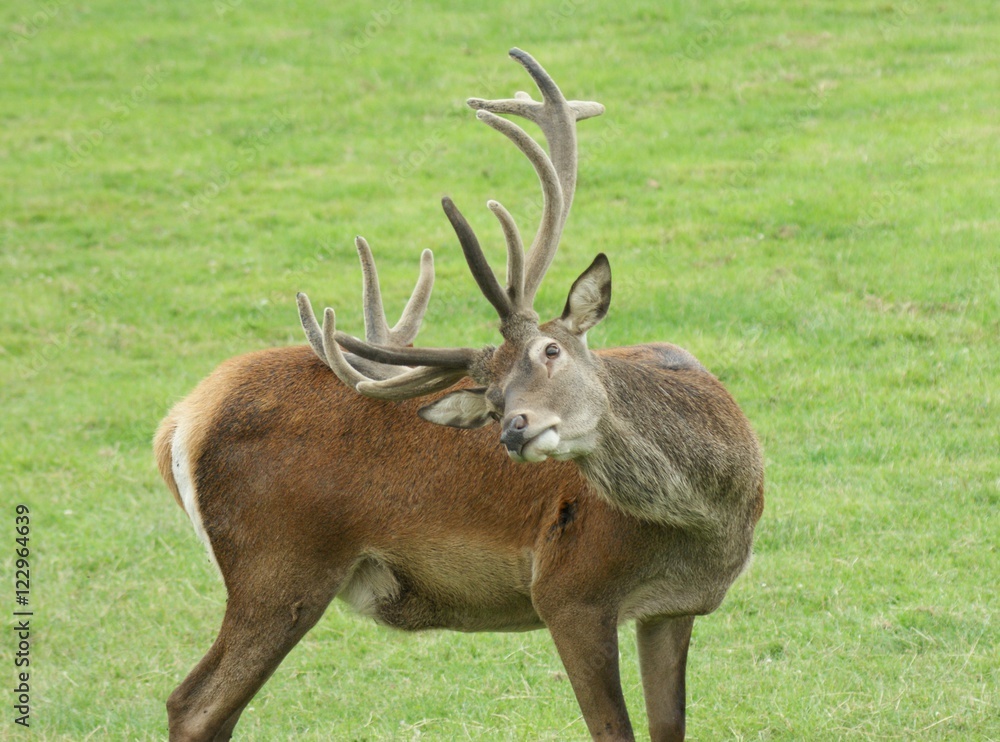 Red deer doing his stretches!